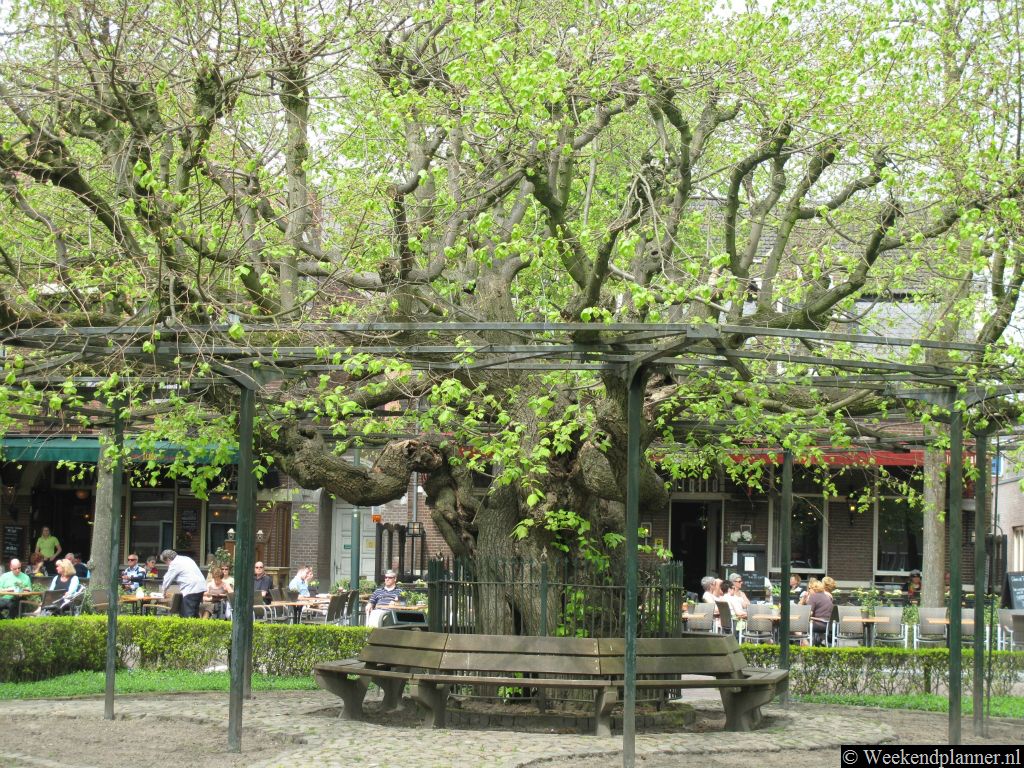 Het plein de Lind kreeg zijn naam door de linde die hier al in 1355 stond. De oude linde die nu op het plein staat is een loot van deze boom.